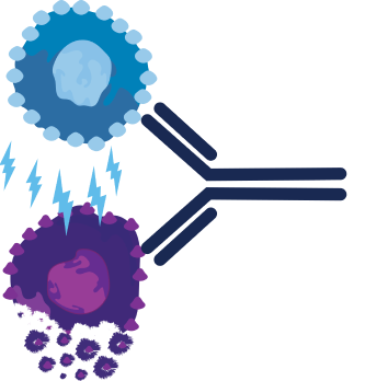 Illustration of ELREXFIO (elranatamab-bcmm) binding to both CD3, a protein found on T-cells, and BCMA, a protein found on myeloma cells